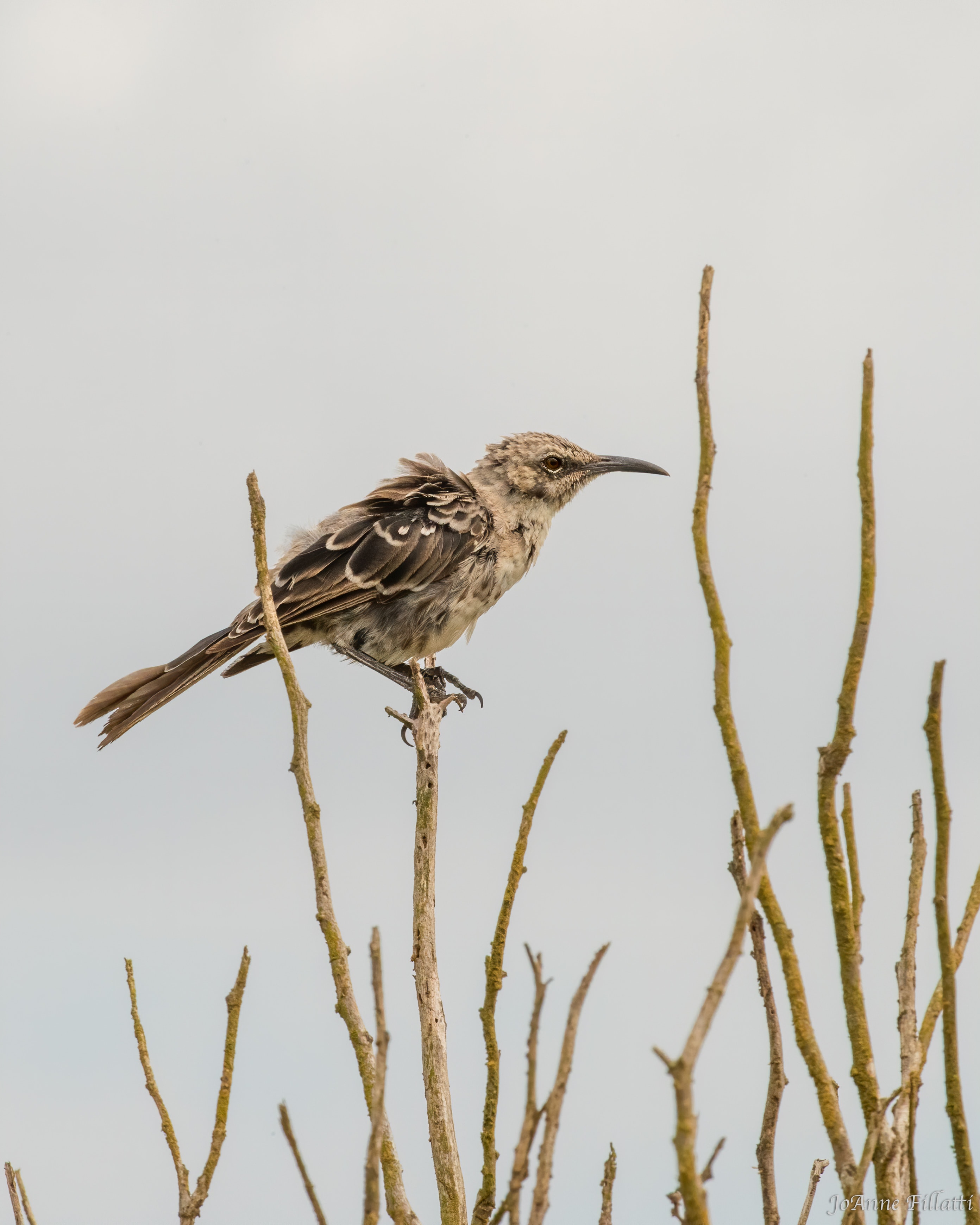 bird of galapagos image 26